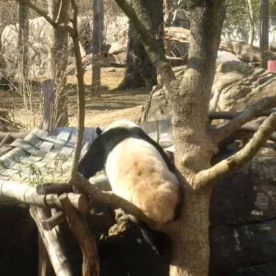 Bao Bao’s got this! Smithsonian National Zoo, February 21, 2017.